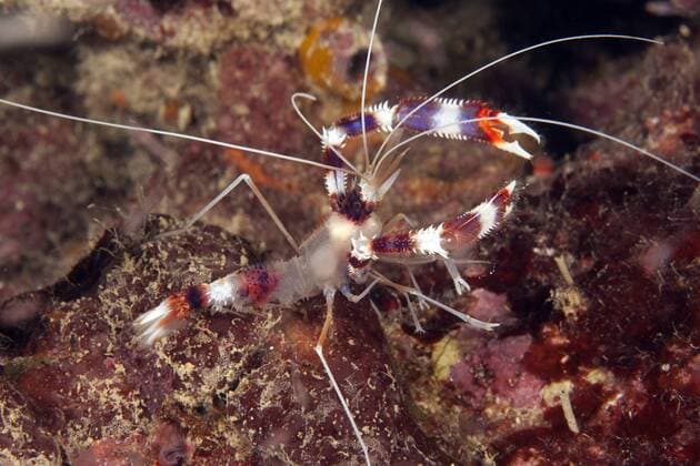  Gebänderte Scherengarnele, Putzergarnele (Stenopus hispidus), Triana, Southern Leyte, Philippinen, Pazifischer Ozean, Südostasien iblmmx01845063