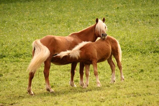 Haflinger Pferde in Südtriol. Der Haflinger ist ein Gebirgspferd, das heute in erster Linie als robustes Freizeitpferd zum Reiten eingesetzt wird. Haflinger horses in South Tyrol, The Haflinger is a mountain horse which is used as a robust leisure horse for riding.