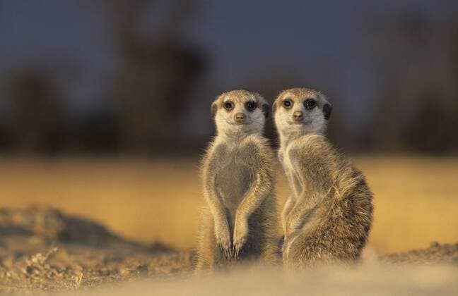 Erdmännchen (Suricata suricatta), Kgalagadi-Transfrontier-Nationalpark, Kalahari, Südafrika, Afrika iblnjd01856532