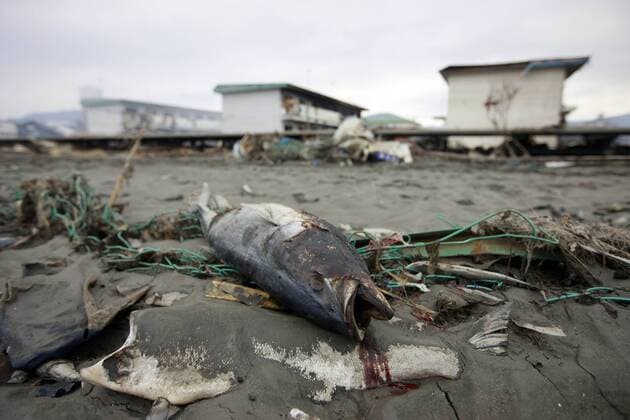 (110315) -- KESENNUMA, March 15, 2011 (Xinhua) -- A burned fish is seen in the quake-hit area of Kesennuma city, Miyagi Prefecture, Japan, March 15, 2011. (Xinhua Ren Zhenglai) (zcc) JAPAN-QUAKE 