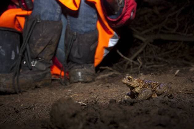 Erdkroete, Erd-Kroete (Bufo bufo), sitzt waehrend naechtlicher Kroetenwanderung auf Erdboden, im Hintergrund die Fuesse mehrerer Helfer, die die Tiere einsammeln und ueber eine Strasse tragen, Deutschland, Nordrhein-Westfalen European common toad (Bufo bufo), sitting on soil ground during night-time toad migration, in the background the feet of some helpers collecting the animals to carry them over a road, Germany, North Rhine-Westphalia BLWS249378