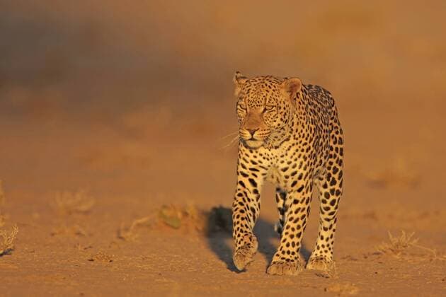 IMAGO Nature: Unsere Erde, Naturschutz, Naturschutzgebiete in Asien Amur-Leopard, Mandschurischer Leopard (Panthera pardus orientalis), Vorderansicht, Suedafrika, Nordkap, Kgalagadi Transfrontier NP, Kalahari Amur leopard (Panthera pardus orientalis), front view, South Africa, Nordkap, Kgalagadi Transfrontier NP, Kalahari BLWS267175