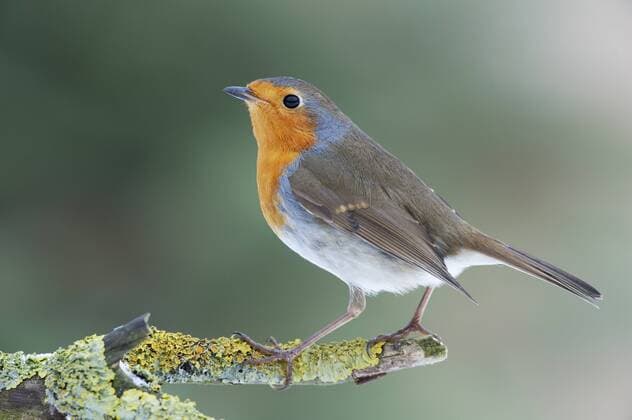 Rotkehlchen (Erithacus rubecula) - McPHOTOxxx xxxxH.Jegen
