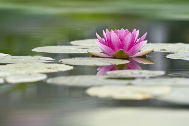 Seerose (Nymphaea) ibldjs01967386
