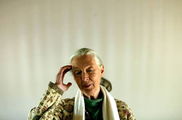 IMAGO ICONS: Jane Goodall Jane Goodall in SA JOHANNESBURG, SOUTH AFRICA - JULY 28: British primatologist and animal activist Jane Goodall addressing the media at the Johannesburg Zoo on July 28, 2011 in Johannesburg, South Africa during her visit in the country where she will be launching Jane s Journey DVD. ( Gallo00011157