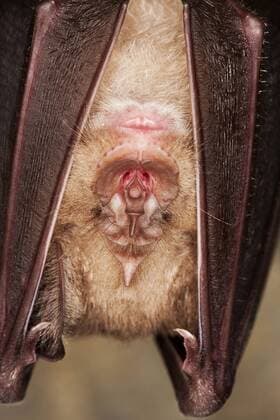 IMAGO Nature: Unsere Erde: Tierwelt: H?ssliche Tiere GREATER HORSESHOE BAT rhinolophus ferrumequinum, CLOSE-UP OF HEAD, ADULT HIBERNATING IN A CAVE, NORMANDY IN FRANCE