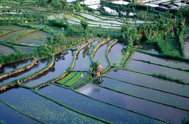 Reisfeld, Luftaufnahme, Indonesien, Indischer Ozean, Bali rice field, aerial view, Indonesia, Indian Ocean, Bali Highlight !DATUM GESCHÄTZT! 