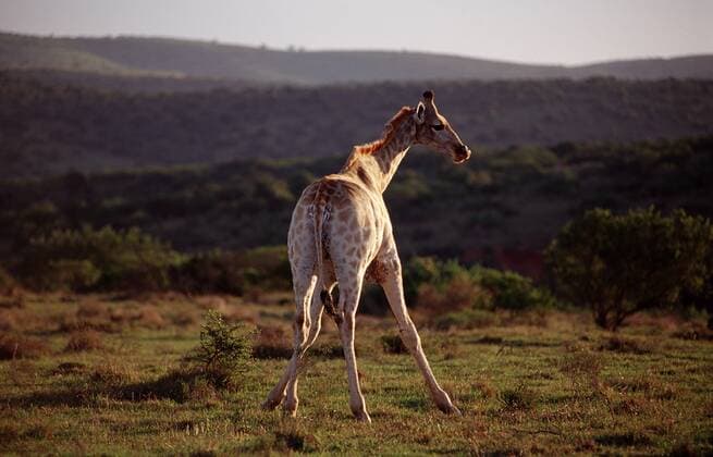 Giraffe, Giraffa camelopardalis, Südafrika, Suedafrika, Schotia Game Park giraffe, Giraffa camelopardalis, South Africa, Schotia Game Park Highlight !DATUM GESCHÄTZT! 