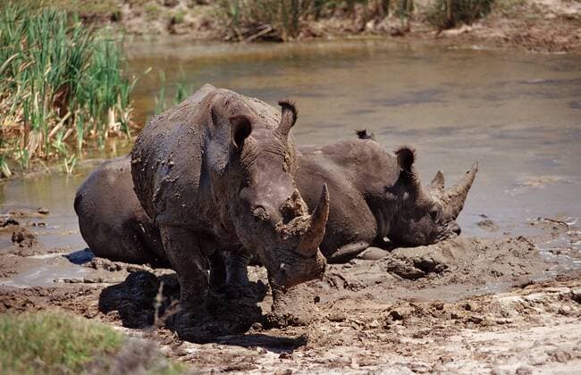 Weisses Nashorn, Breitmaulnashorn, Ceratotherium simum, Südafrika, Suedafrika, Kragga Kamma Game Park, Port Elizabeth, Ibhayi Wide-mouthed Rhinoceros, Ceratotherium simum, South Africa, Kragga Kamma Game Park, Port Elizabeth, Ibhayi Highlight !DATUM GESCHÄTZT! 