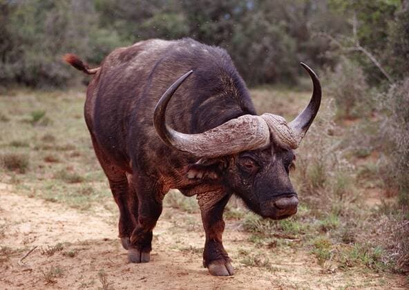 Kaffernbueffel, Kaffernbüffel, Syncerus caffer, Südafrika, Suedafrika, Addo Elefanten Nationalpark African Buffalo, Cape Buffalo, Syncerus caffer, South Africa, Addo Elephant National Park Highlight !DATUM GESCHÄTZT! 