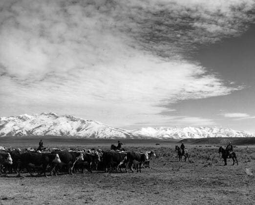 Erwin E Smith Cowboy photo Mono Print UnitedArchives0813392