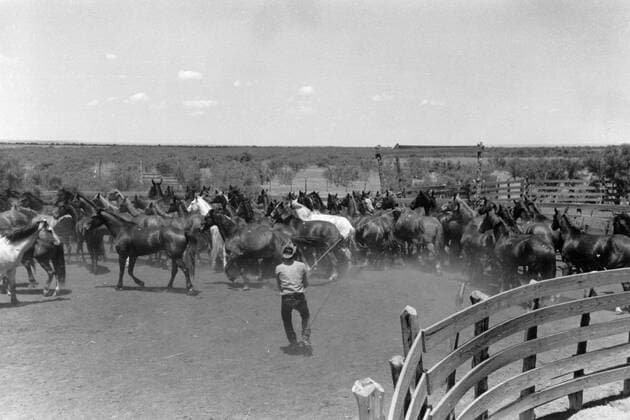 Erwin Smith Cowboy lassooing a horse Mono Print UnitedArchives0813637