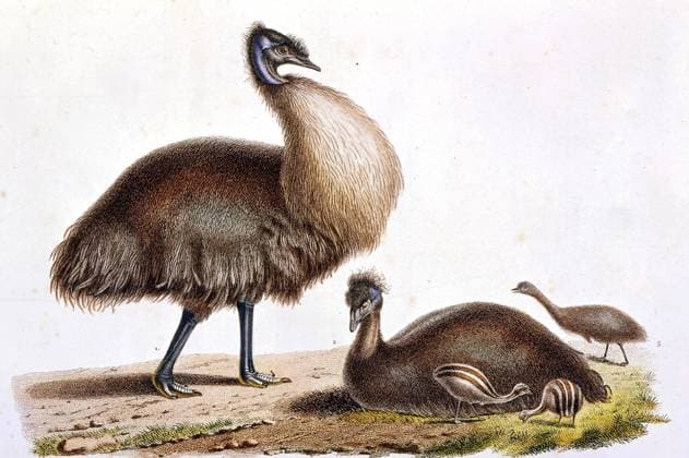 The King Island emu, now extinct (Dromiceius diemenianus). Last specimens collected by Captain. N. Baudin (1754-1803) at King Island in 1802. They disappeared after deforestation; wildfires after 1800 probably destroyed most of the habitat. From Darwin and the Beagle by Alan Moorhead, page 244. Local Caption Colour Medium Format Transparency UnitedArchives0651826
