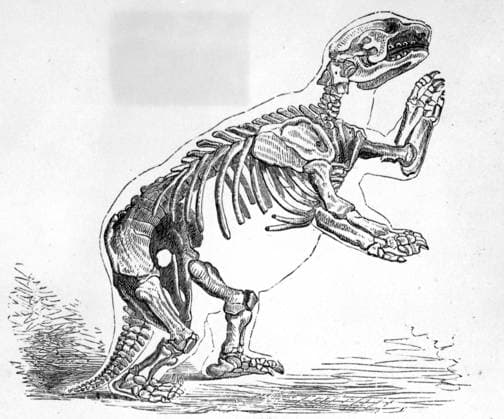 Reconstruction of the Mylodon darwini. Darwin and the Beagle by Alan Moorhead, page 76. Mono Print UnitedArchives0651873