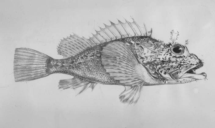 Fishes of the Galapagos - Scorpeana Histrio. Darwin and the Beagle by Alan Moorhead, page 204. Mono Print UnitedArchives0651913