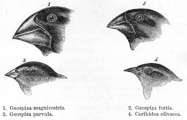 Comparative sizes of the beaks of four species of Galapagos finches. Darwin and the Beagle by Alan Moorhead, page 203. Mono Print UnitedArchives0651915