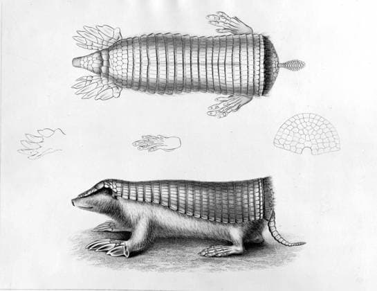 The Pichiciego, a species of armadillo. The instant one was perceived, it was necessary, in order to catch it, almost to tumble off one s horse; for in soft soil the animal burrowed so quickly, that its hinder quarters would almost disappear before one could alight. Darwin and the Beagle by Alan Moorhead, page 111. Local Caption Mono Print UnitedArchives0651953