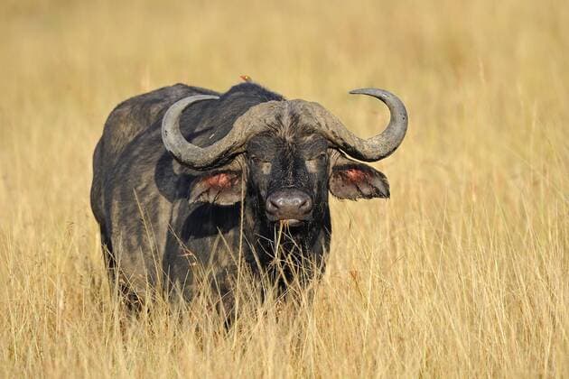 Afrikanischer Büffel, Kaffernbüffel, Syncerus caffer, am fruehen Morgen im hohen Gras, Masai Mara, Kenia - INGOxSCHULZ