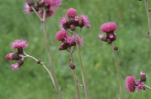 Bach-Kratzdistel, Bachkratzdistel (Cirsium rivulare), bluehend auf einer Wiese, Deutschland Cirsium rivulare (Cirsium rivulare), blooming in a meadow, Germany BLW049404