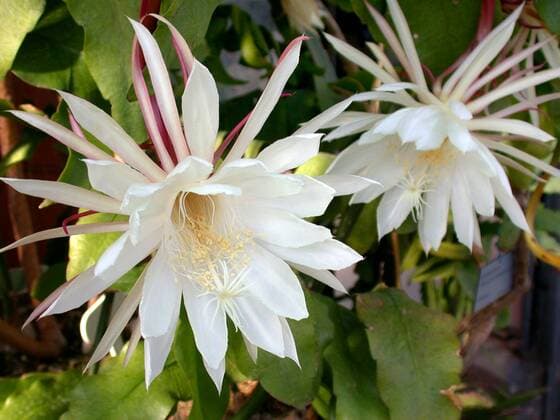 IMAGO Nature: Unsere Erde, Pflanzen, Seltene Pflanzen Blattkaktus, Blatt-Kaktus (Epiphyllum oxypetalum), Blueten Epiphyllum hybrid (Epiphyllum oxypetalum), flowers BLWS115511