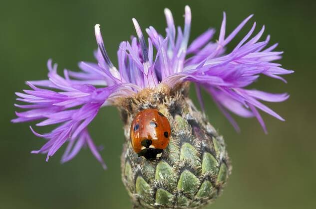 Siebenpunkt-Marienkäfer (Coccinella septempunctata) auf Wiesen-Flockenblume (Centaurea jacea), Perchtoldsdorfer Heide, Perchtoldsdorf, Niederösterreich, Österreich, Europa iblreh02009670