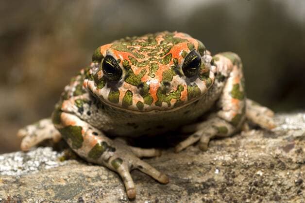 Wechselkroete, Gruene Kroete (Bufo viridis), Portrait, Griechenland, Lesbos green toad or variegated toad (Bufo viridis), potrait, Greece, Lesbos BLWS140631