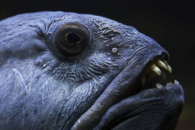 IMAGO Nature: Unsere Erde: Tierwelt: Hässliche Tiere Seewolf, Gestreifter Seewolf, Kattfisch, Katfisch (Anarhichas lupus), Portraet, Norwegen, Lofoten Atlantic wolffish, wolffish, cat fish, catfish (Anarhichas lupus), portrait, Norway, Lofoten Islands BLWS150431