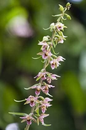 Breitblaettrige Stendelwurz, Breitblaettrige Staendelwurz, Breitblaettrige Sumpfwurz (Epipactis helleborine), Bluetenstand mit Blaettern, Deutschland, Baden-Wuerttemberg Broad-leaved helleborine, Eastern helleborine (Epipactis helleborine), inflorescence, Germany, Baden-Wuerttemberg BLWS170957