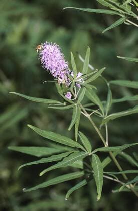Moenchspfeffer, Moenchs-Pfeffer, Keuschlammstrauch, Keuschlamm-Strauch, Keuschbaum, Keuschlamm (Vitex agnus-castus), bluehend, Italien Chaste tree, Vitex (Vitex agnus-castus), blooming, Italy BLWS174421