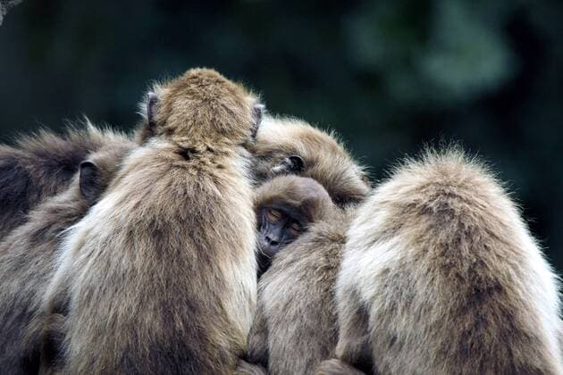 Dschelada, Blutbrustpavian, Blutbrust-Pavian (Theropithecus gelada), weibliche Gruppe waermt Jungtier gelada, gelada baboons (Theropithecus gelada), group of femals warming a pup BLWS182127