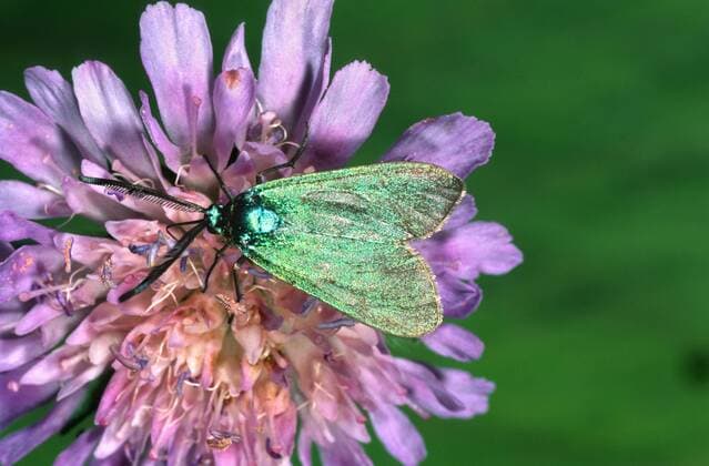 Gruenwidderchen, Gruen-Widderchen, Grasnelken-Widderchen, Grasnelkenwidderchen (Procris statices, Adscita statices), saugt Nektar en einer Knautie forester, common forester (Procris statices, Adscita statices), on a Scabious BLWS200850