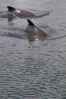 Gewoehnlicher Schweinswal, Braunfisch, Kleiner Tuemmler, Kleintuemmler (Phocoena phocoena), zwei Individuen schwimmen im Meer, Europa common harbor porpoise, harbour porpoise, common porpoise, puffing pig (Phocoena phocoena), two individuals swimming in the sea, Europe BLWS207938