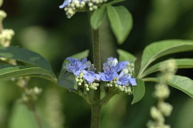 Moenchspfeffer, Moenchs-Pfeffer, Keuschlammstrauch, Keuschlamm-Strauch, Keuschbaum, Keuschlamm (Vitex agnus-castus), Blueten Chaste tree, Vitex (Vitex agnus-castus), flowers BLWS211424