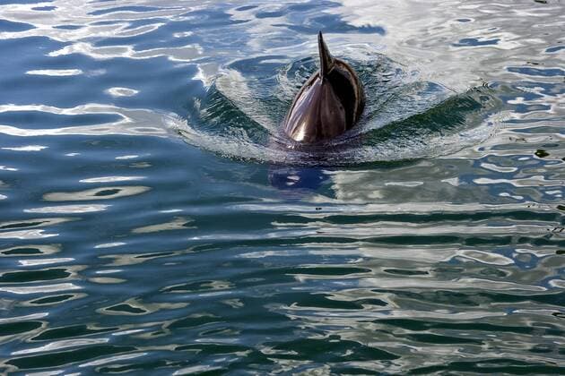 Gewoehnlicher Schweinswal, Braunfisch, Kleiner Tuemmler, Kleintuemmler (Phocoena phocoena), schwimmend im Meer, Deutschland common harbor porpoise, harbour porpoise, common porpoise, puffing pig (Phocoena phocoena), swimming in the sea, Germany BLWS229033