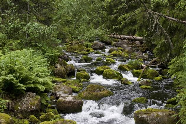 Natuerlicher, naturnaher Bach in Skandinavien, Skandinavien wild creek in Skandinavia, Scandinavia BLWS236120