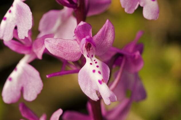 IMAGO Nature: Unsere Erde: Pflanzenwelt: Gepunktete Pflanzen Anatolisches Knabenkraut (Orchis anatolica), Blueten, Tuerkei Anatolian orchid (Orchis anatolica), flowers, Turkey BLWS237674