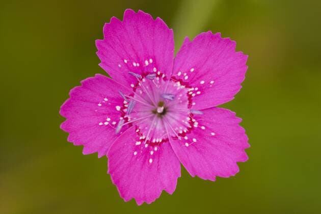 IMAGO Nature: Unsere Erde: Pflanzenwelt: Gepunktete Pflanzen Heide-Nelke, Heidenelke (Dianthus deltoides), Bluete, Deutschland, Rheinland-Pfalz maiden pink (Dianthus deltoides), flower, Germany, Rhineland-Palatinate BLWS238756