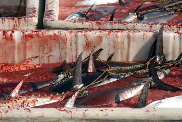 IMAGO Creative, Unsere Erde, Umweltverträgliche Herausforderungen des 21. Jahrhunderts, Überfischung Thunfisch, Grosser Thunfisch, Roter Thunfisch, Roter Thun, Tunfisch, Grosser Tunfisch, Roter Tunfisch, Roter Tun (Thunnus thynnus), erlegte Fische in Kunststoffbehaeltern an Deck eines japanischen Fangschiffes, Tuerkei, Mittelmeer tunny, blue-fin tuna, blue-finned tuna, northern bluefin tuna (Thunnus thynnus), caught fish in plastic containers on deck of a Japanese fishing ship, Turkey, Mediterranean BLWS241126