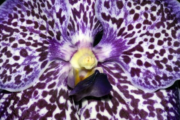 IMAGO Nature: Unsere Erde: Pflanzenwelt: Gepunktete Pflanzen Vanda (Vanda Exotic Purple), Detail Vanda (Vanda Exotic Purple), detail BLWS245412