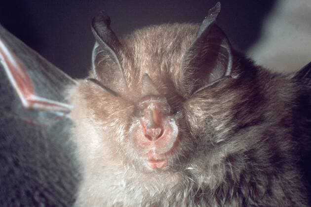 IMAGO Nature: Unsere Erde: Tierwelt: Hässliche Tiere Kleinhufeisennase, Kleine Hufeisennase (Rhinolophus hipposideros), Portrait lesser horseshoe bat (Rhinolophus hipposideros), portrait BLW009066