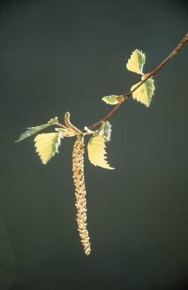 Haengebirke, Haenge-Birke, Silberbirke, Silber-Birke, Gewoehnliche Birke, Weissbirke, Weiss-Birke, Warzen-Birke, Sand-Birke (Betula pendula, Betula alba), maennliches Kaetzchen, Deutschland, Nordrhein-Westfalen common birch, silver birch, European white birch, white birch (Betula pendula, Betula alba), male catkin, Germany, North Rhine-Westphalia BLW013768