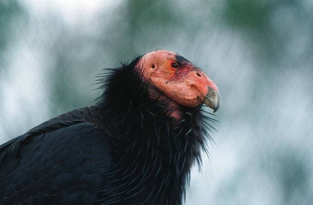 IMAGO Nature: Unsere Erde: Tierwelt: Hässliche Tiere Kalifornischer Kondor (Gymnogyps californianus), Portraet, von der Seite, in Gefangenschaft. Californian condor (Gymnogyps californianus), captive, portrait. BLW028703
