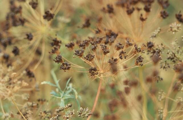 Grosse Knorpelmoehre, Grosser Ammei, Weisser Dill (Ammi majus), Pflanze mit Fruechten bullwort, toothpick ammi, Bishop s flower (Ammi majus), plant with fruits BLW044827