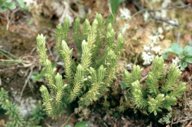 IMAGO Nature: Unsere Erde: Pflanzenwelt: Bedrohte Arten Tannenbaerlapp, Tannen-Baerlapp, Europaeische Teufelsklaue (Huperzia selago, Lycopodium selago), Pflanze mit Sporen fir clubmoss (Huperzia selago, Lycopodium selago), plant with spores BLW045898