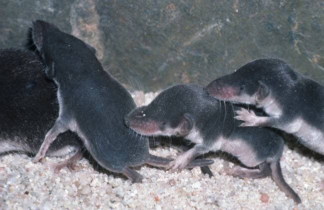 Feldspitzmaus (Crocidura leucodon). bicoloured white-toothed shrew (Crocidura leucodon). BLWS000461