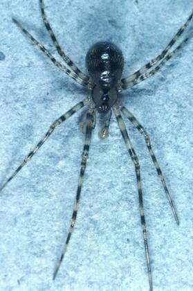 Hoehlenspinne, Hoehlen-Spinne (Nesticus cellulanus) cave cobweb spider, scaffold web spider (Nesticus cellulanus) BLWS006208