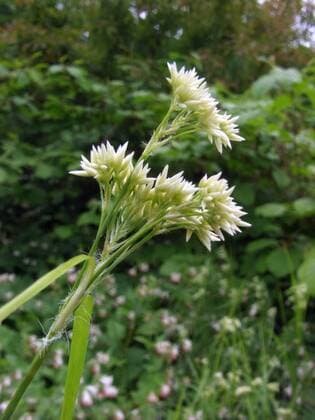 Schneeweisse Hainsimse (Luzula nivea), Bluetenstand Snowy Woodrush (Luzula nivea), inflorescence BLWS033825