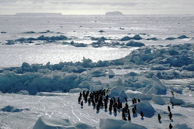 Adeliepinguin (Pygoscelis adeliae), Gruppe vor antarktischer Landschaft, Antarktis, Atka-Bucht adelie penguin (Pygoscelis adeliae), with Antarctic landscape, Antarctica, Atka-Bucht BLWS036917