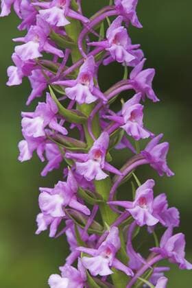 Muecken-Haendelwurz, Mueckenhaendelwurz (Gymnadenia conopsea), Ausschnitt aus einem Bluetenstand, Deutschland, Baden-Wuerttemberg, NSG Hamberg fragrant orchid (Gymnadenia conopsea), detail of an inflorescence, Germany, Baden-Wuerttemberg, NSG Hamberg BLWS038610
