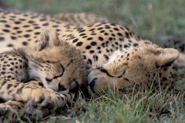 Gepard (Acinonyx jubatus), Mutter mit Jungtier, schlafend, Kenia, Masai Mara cheetah (Acinonyx jubatus), mother with cub, sleeping, Kenya, Masai Mara BLWS012427